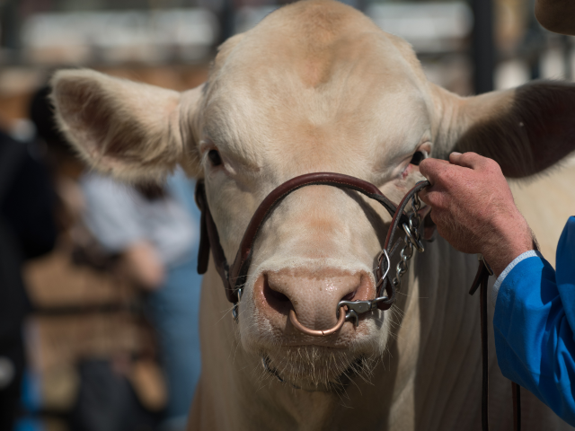 Bauernhofbesichtigung - "vo Buur zu Buur" mit zwei Räder