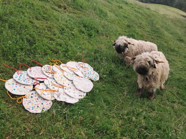 Zwei Schwarznasen, die das Werk aus ihrer Wolle begutachten