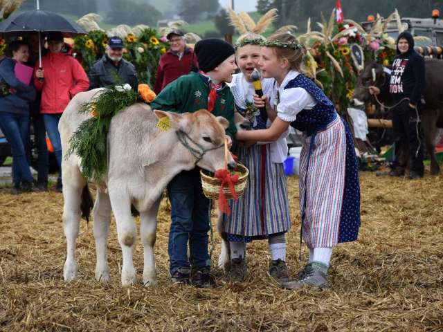 Traditionelle Viehschauen