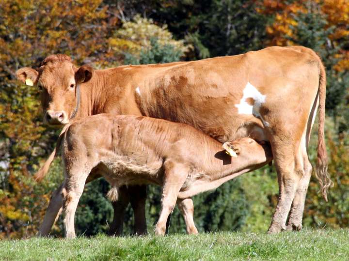 Atzmännig-Beef